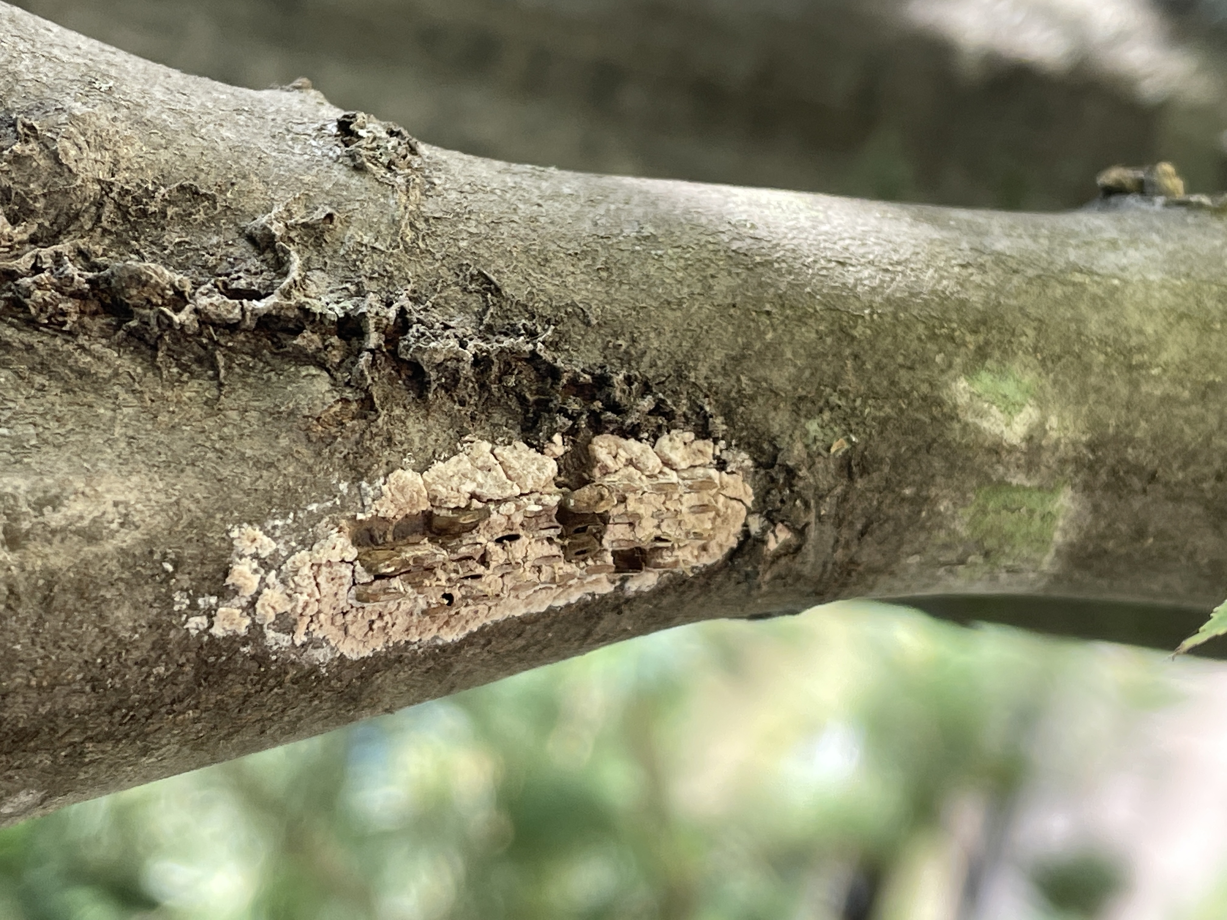 SLF egg masses on beech.